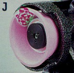pg10botj.jpg (10422 bytes)